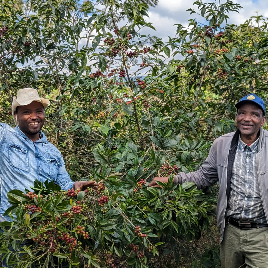 ETHIOPIA BIRUHI - Image 10