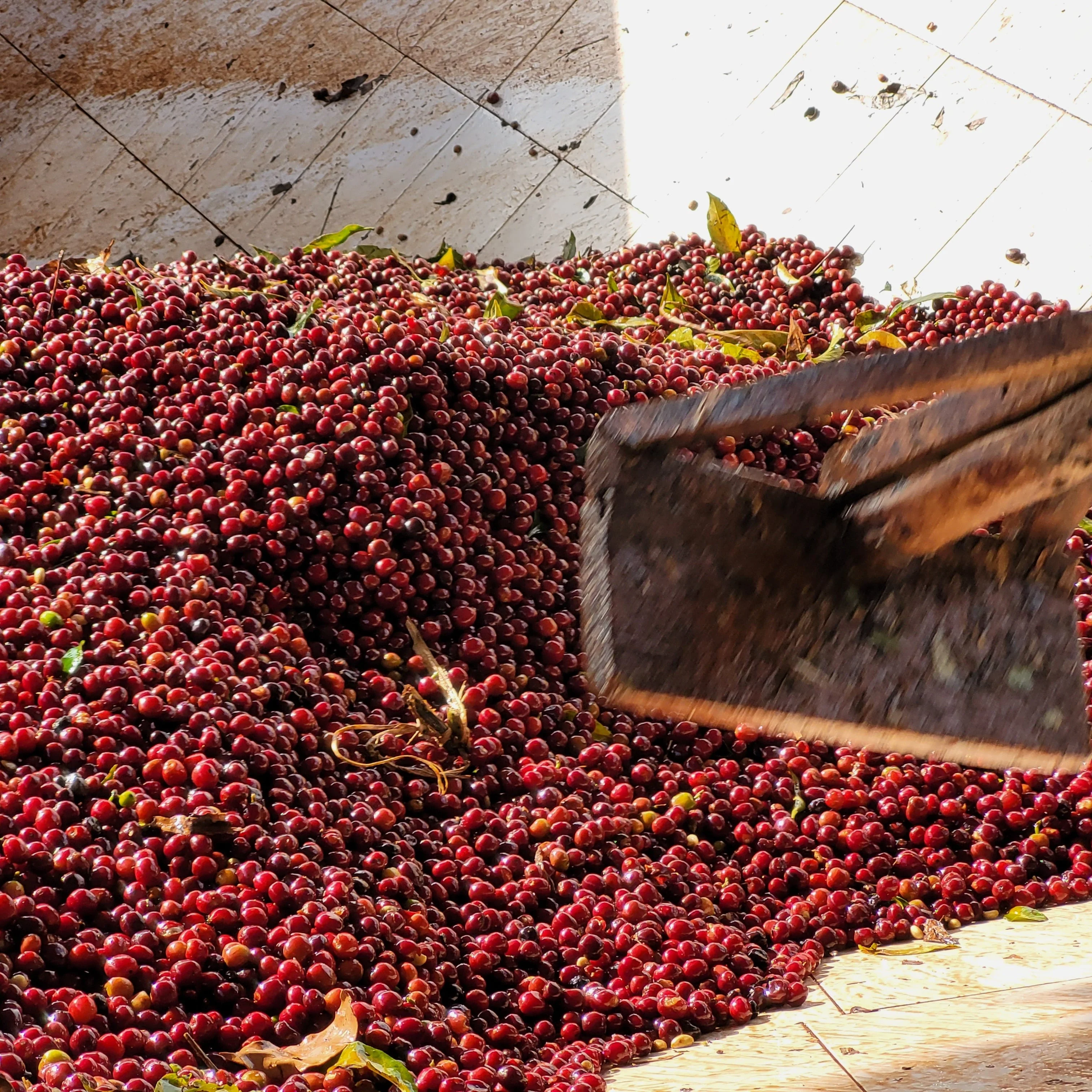 ETHIOPIA BIRUHI - Image 8