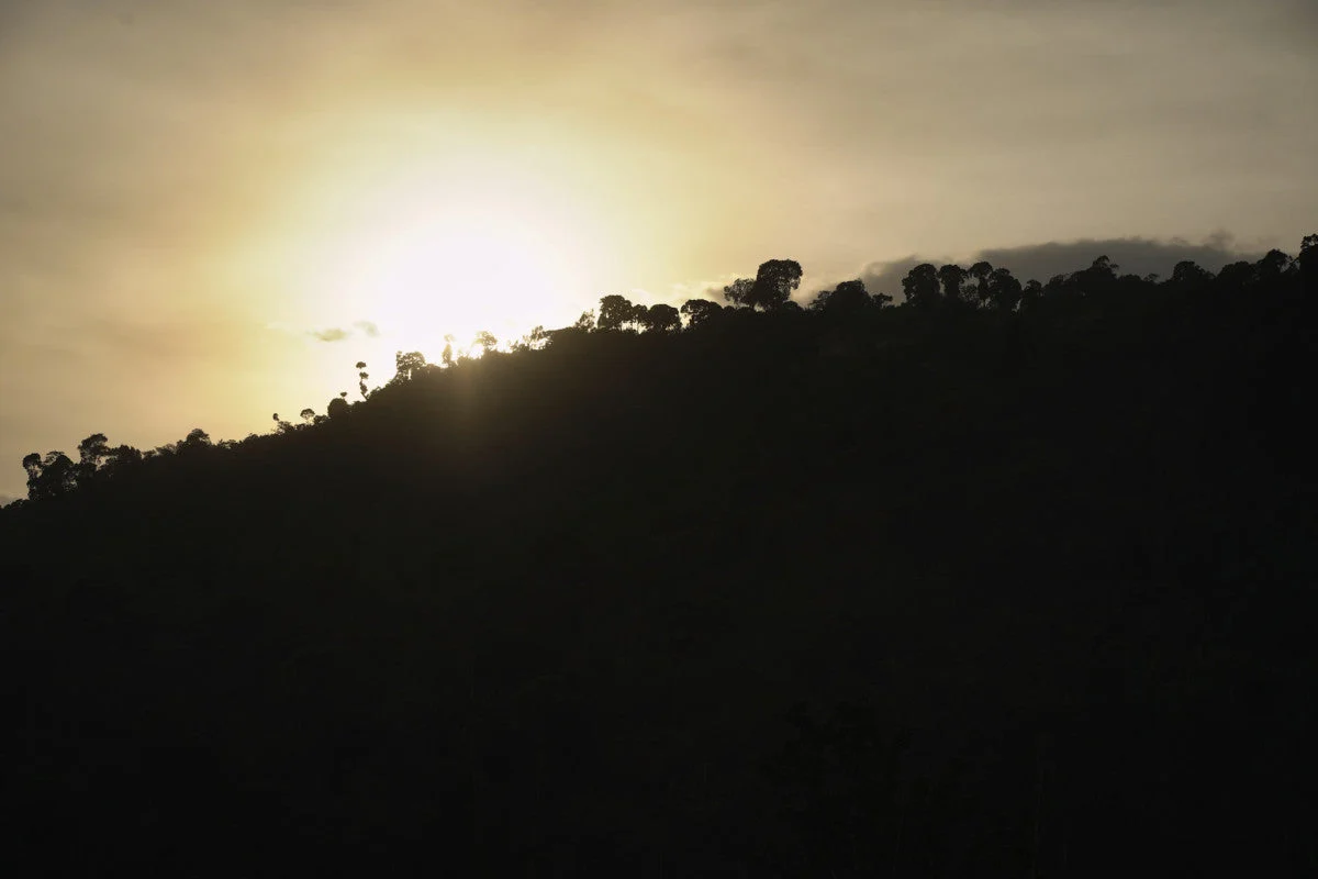 Ethiopia - Chelbesa - Medium Roast - Image 3