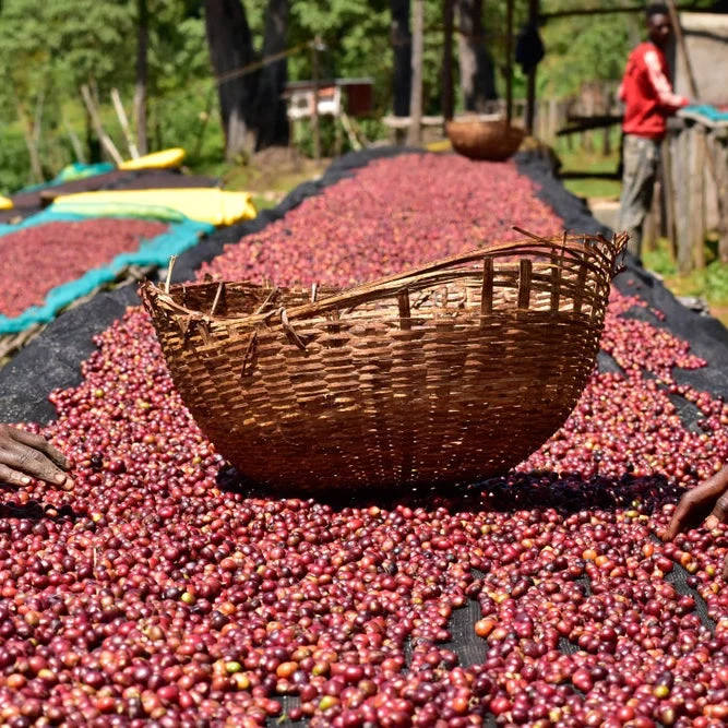 ETHIOPIA YEBESELE NATURAL - Image 8