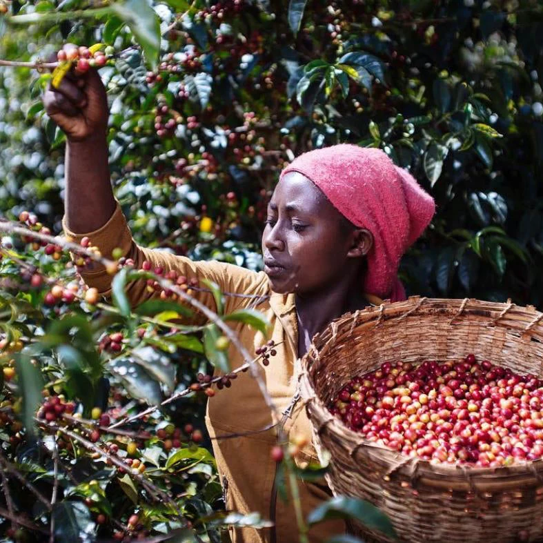 ETHIOPIA YEBESELE NATURAL - Image 9